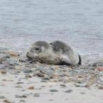 A 1- to 2-month-old seal hauls out of the water and onto a New England beach.